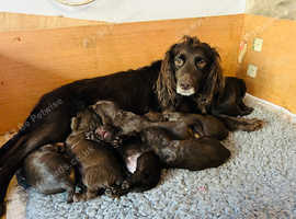 Last Boy in Stunning Health Tested Home Bred Litter