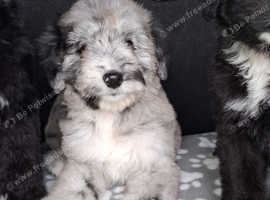 Beautiful borderdoodle / colliepoo puppies.