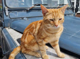 15 month old cat