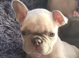 French bulldog pups looking for forever homes