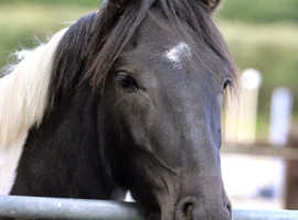 Stunning Coloured Cob x Welsh