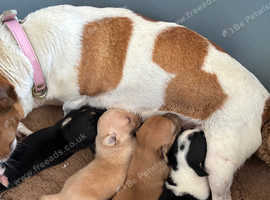 Jack Russell puppies