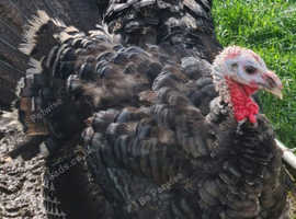 Pair of Black Bronze Turkeys "SOLD"