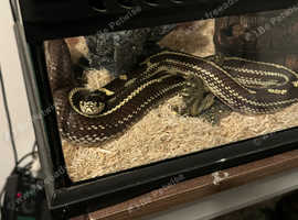 Kingsnake Oshima