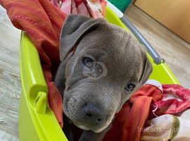 2 stunning kc registered staffordshire Bull Terrier mole and female available.