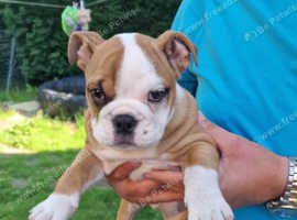 Old english bulldog puppy