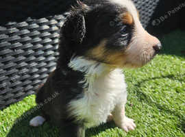 Pure border collie pups
