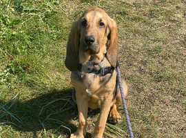 6 month bloodhound female