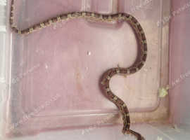 Corn snake for sale