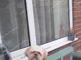 Llasa Apso for sale