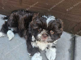 Shihtzu puppys only 3 boys availible