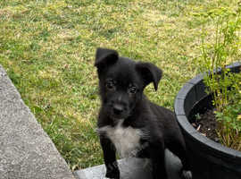 Boy border collie available and fully vaccined