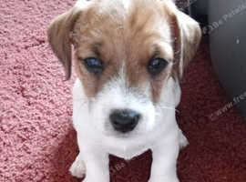 Jack Russell Boy in Bristol BS10 on Freeads Classifieds - Jack Russells ...