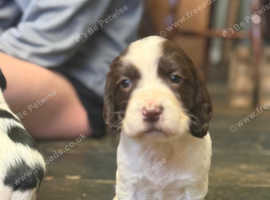KC registered Springer Puppies