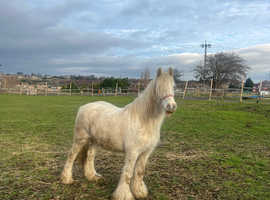 Ivy - pony for sale