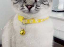Silver BKH/Snowshoe mix