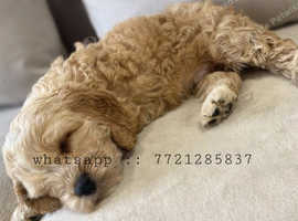 We have a lovely male and female Cockapoo puppy still available from our litter.