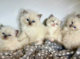 Gorgeous Ragdoll Kittens Available - 5 Star Homes Only!