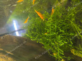 Orange Shrimp