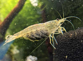 Tank bred Amano Shrimp for sale //  Male & Female mix // young adult size //  LS26 Leeds