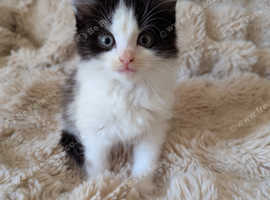 Beautiful Kittens (ready now)