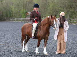 Top Class Welsh Section C Mare
