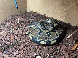 ball python for sale