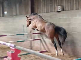 Stunning 3 year old Filly