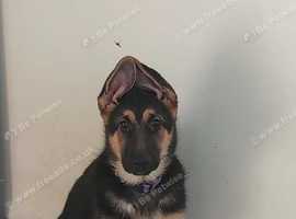 Straight back german sheapard pup for sale