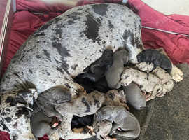 Beautiful Pedigree Great Dane Puppies Ready 13th June