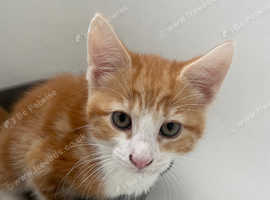 8 week old Male ginger kitten