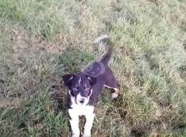 1 lovely male collie pup for sale