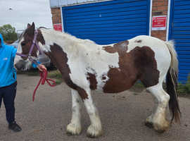 Brown and white mare