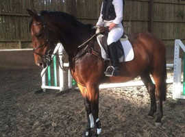 Serious showjumping schoolmistress
