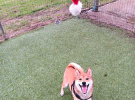 shiba inu