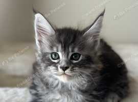 Maine Coon Kittens (Active)