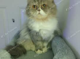 Exotic LH Persian girl