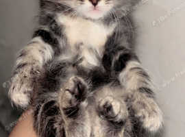 Maine coon cross