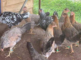 Pure Breed female chicken pullets