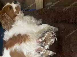 Cavalier King Charles Spaniel puppies for sale