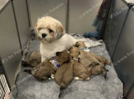 Lhasa apso puppies for sale