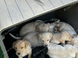 Labrador lovely puppies