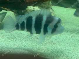 frontosa