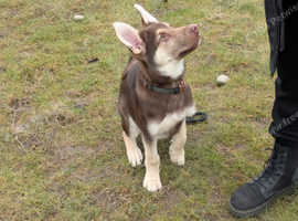 Puppy looking for a forever home.