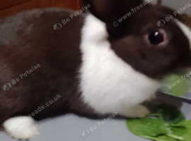 Female Dutch for sale
