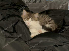British Longhair