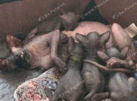 3 black sphinks / male