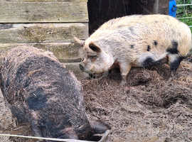 2x Miniature Sows looking for a good home