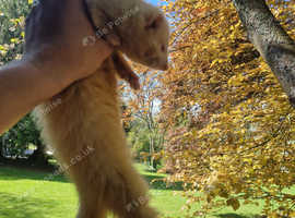 Ferret hob