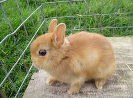 netherland dwarf rabbits
